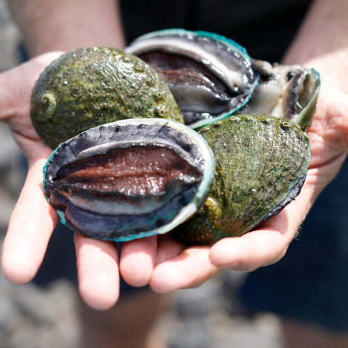 Fresh Tasmanian abalone held in hands at Three Friends Abalone.